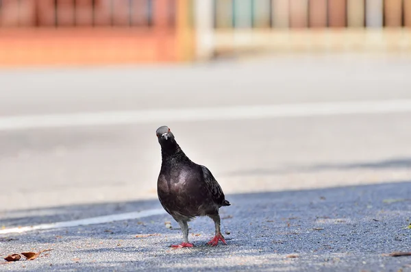 Caminhada de pombo único — Fotografia de Stock