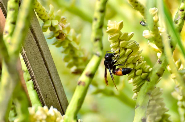 Le vespe o Vespa affinis sono insetti aggressivi — Foto Stock