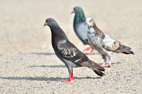 Pombos e pombas — Fotografia de Stock