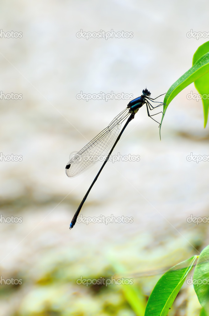 Dragonfly close up