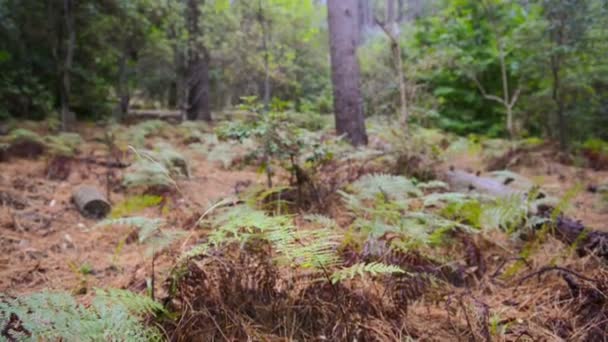 Forêt verte 