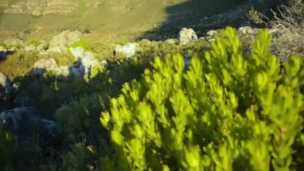 Table mountain nature — Stock Video