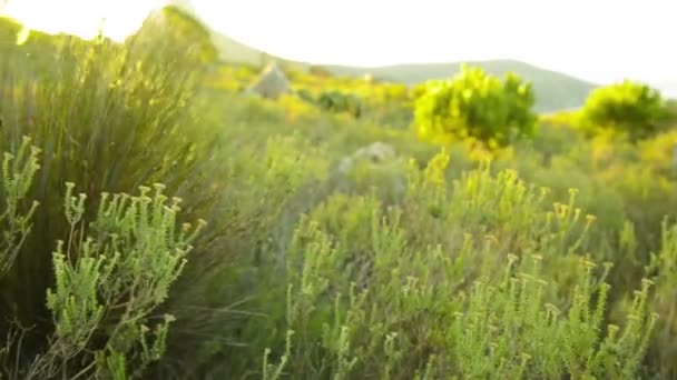 Tafelberg Natur — Stockvideo