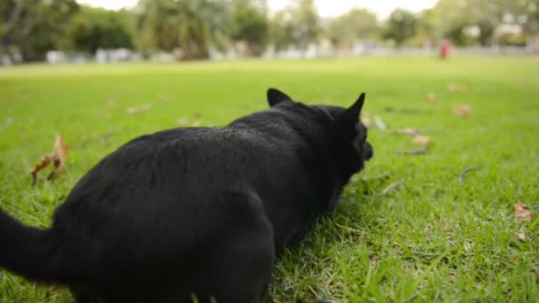 Nő kutyával — Stock videók