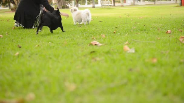 Mulher com cão — Vídeo de Stock