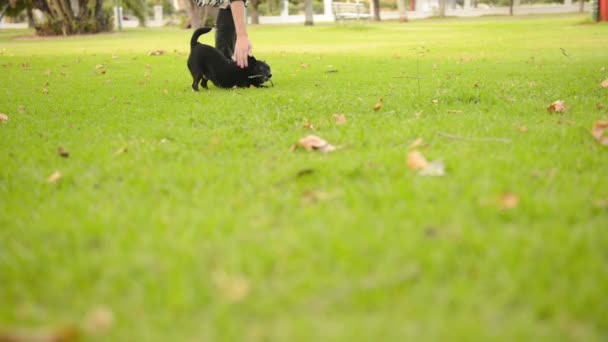 Mulher com cão — Vídeo de Stock