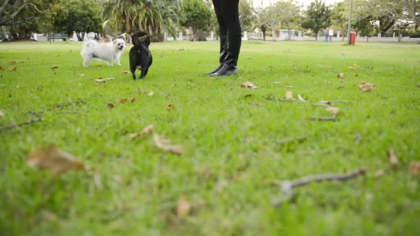 Mulher com cão — Vídeo de Stock