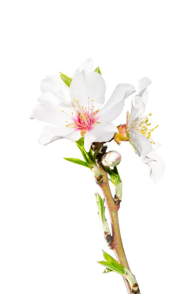 Blooming spring branch isolated on white — Stock Photo, Image