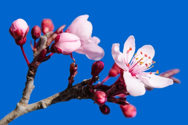 Blossoming spring flowers pink over blue — Stock Photo, Image