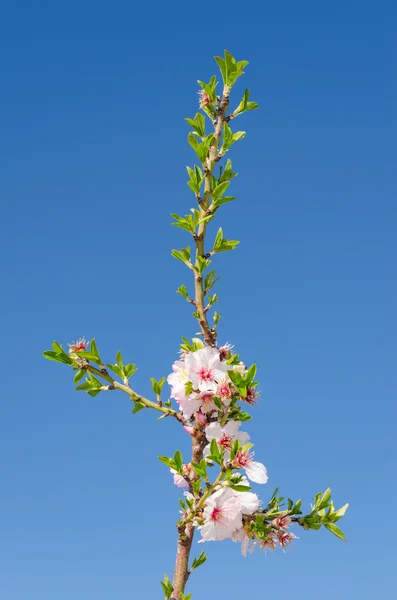 Rama de cerezo florece contra el cielo — Foto de Stock