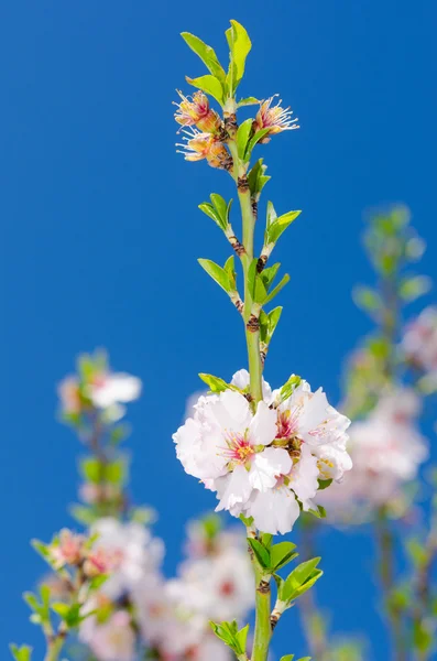 Pembe ve beyaz bahar çiçek — Stok fotoğraf