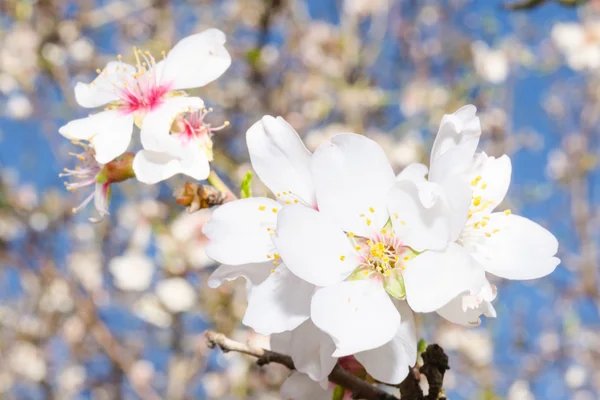 Квіти абрикосового дерева цвітуть — стокове фото