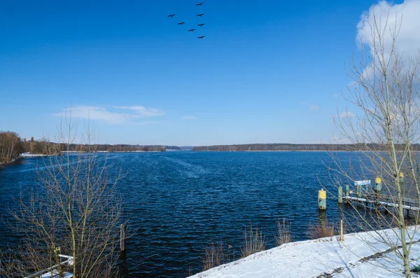 Flying birds over winter lake or river with snowy shores — Stock Photo, Image