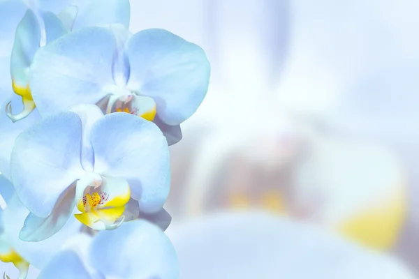 Romantyczny storczyki niebieski kwiaty — Zdjęcie stockowe