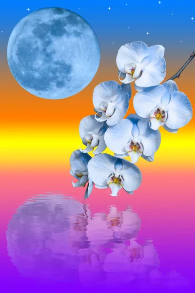 Zweig der blauen Orchideenblume und des großen blauen Mondes — Stockfoto