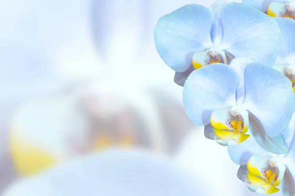 Orquídeas delicadas com flores azuis — Fotografia de Stock