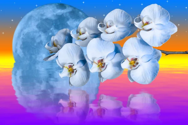 Lua azul gigante e flor de orquídeas românticas — Fotografia de Stock