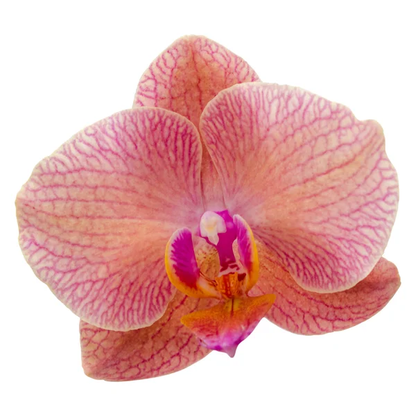 Flor de orquídea violeta única — Foto de Stock