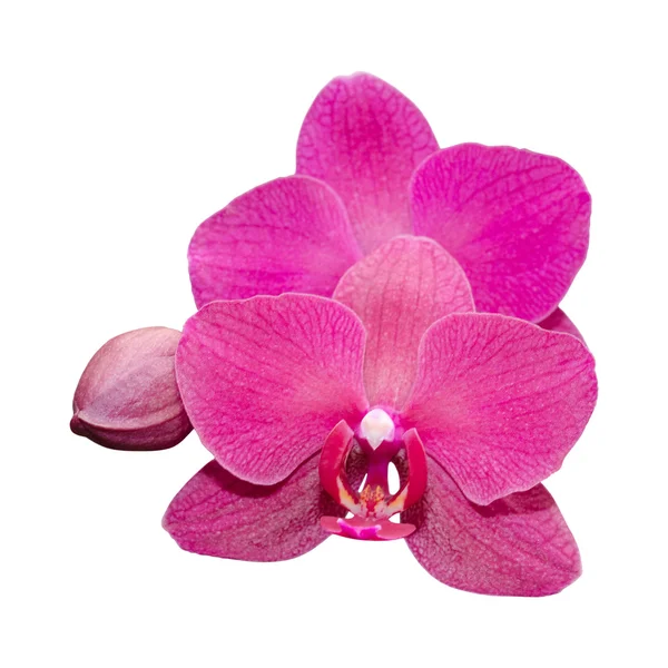 Purple orchid with bud — Stock Photo, Image