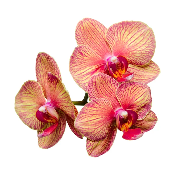 Grono trzy delikatne phalaenopsis — Zdjęcie stockowe