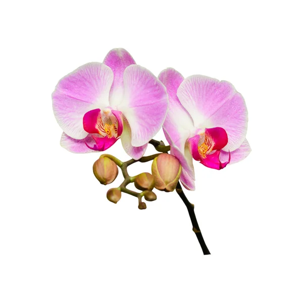 Pequeña rama de flores de orquídeas con brotes — Foto de Stock