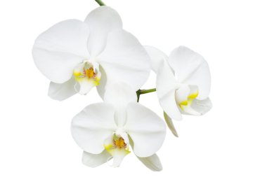 Üç hassas orkide ile yakın çekim Şubesi