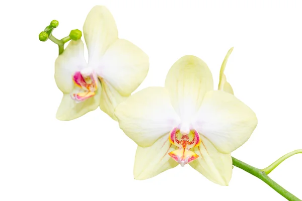 Elegant pastel beige orchid flowers small branch — Stock Photo, Image