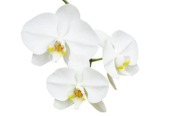 Close-up branch with three delicate orchids — Stock Photo, Image