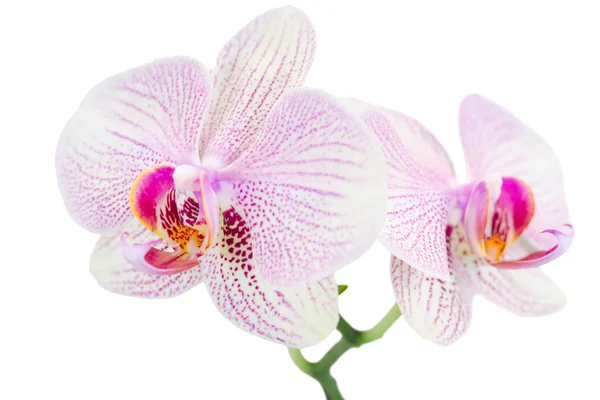 Iki benekli orkide ile küçük dal — Stok fotoğraf