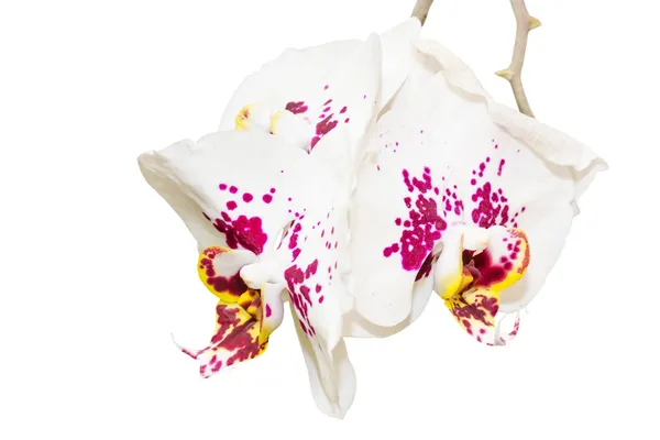 Rama con tres flores de orquídea manchadas —  Fotos de Stock