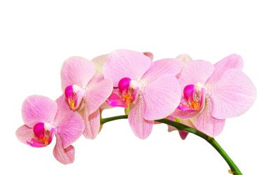 romantik saflık bahar pembe benekli dal orkide