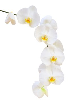 Single delicate branch of white natural orchids flowers