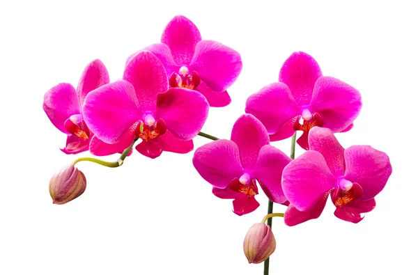 Vibrant colored lilac flowers of orchids — Stock Photo, Image
