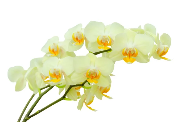 Bukett av pastellfärgade känsliga våren orkidé blommor — Stockfoto