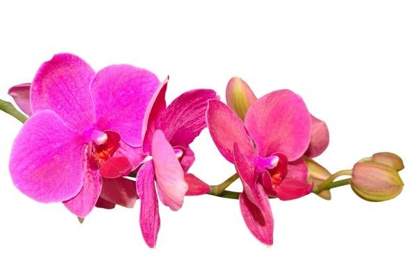 Rama de hermosas orquídeas violetas románticas flor — Foto de Stock