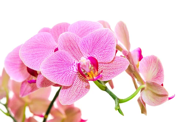 Sunlight spring orchid flower bright spotted — Stock Photo, Image