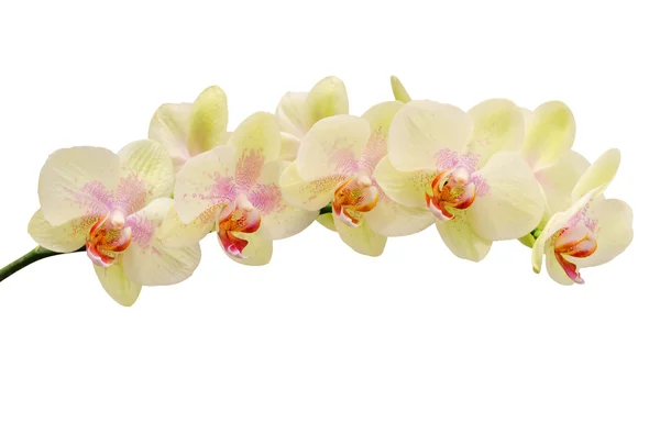 Křehké měkký odstín květina orchidej — Stock fotografie