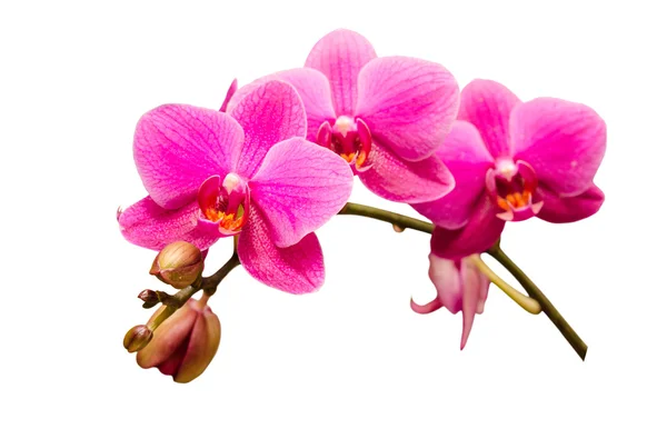 Изолированный на одной белой ветви фиолетового цветка орхидеи — стоковое фото