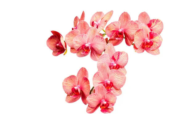 ピンクがかった色蘭繊細な花の大きな房 — ストック写真