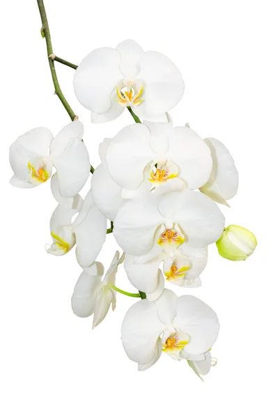 Beautiful gentlie branch of white romantic orchid flowers — Stock Photo, Image