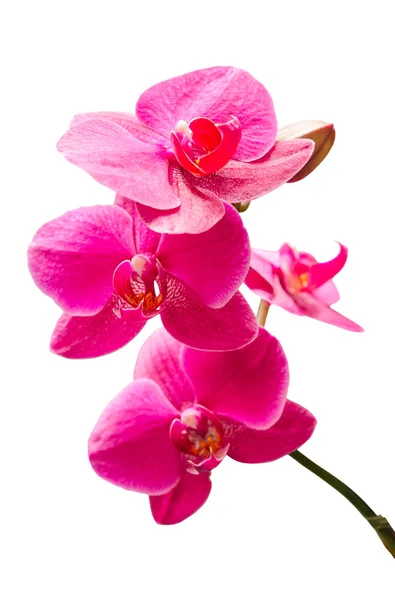 Purple orchids flowers small branch with bud — Stock Photo, Image