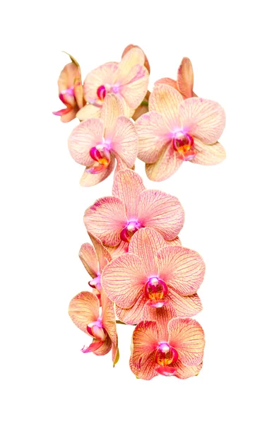 Gros bouquet de fleurs d'orchidées colorées — Photo