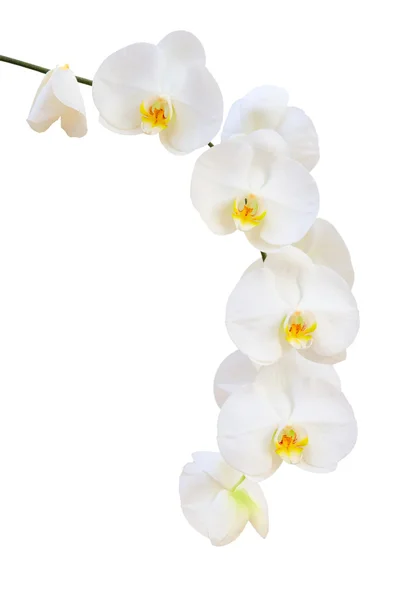 Una sola rama delicada de flores de orquídeas naturales blancas —  Fotos de Stock