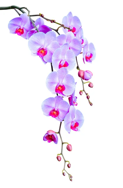 Großer eleganter Zweig lila Orchideenblüten mit Knospen — Stockfoto