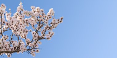 büyük bahar çiçeği badem ağacı dalı