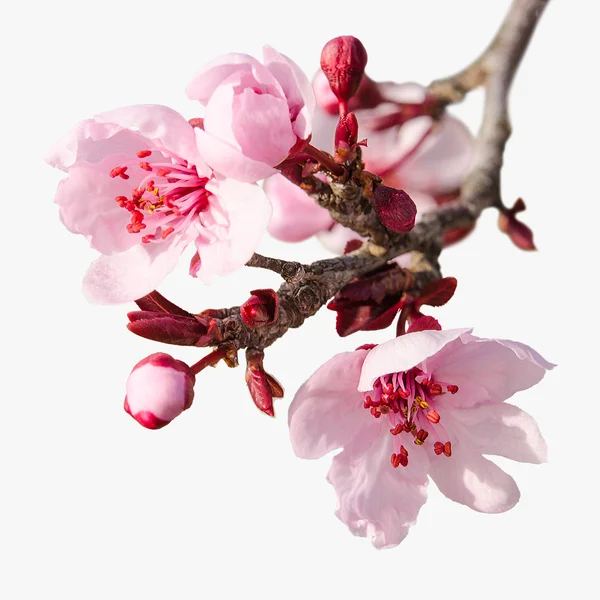 Branch of spring plum blossom with pink flowers and buds — Stock Photo, Image