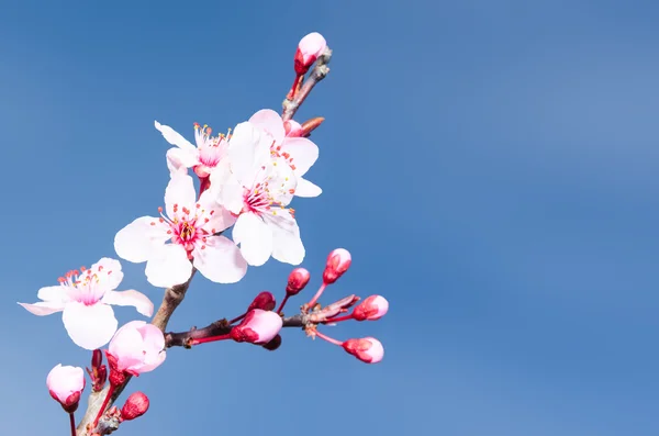 Springtime plum blossoms pink buds and flowers — Stock Photo, Image