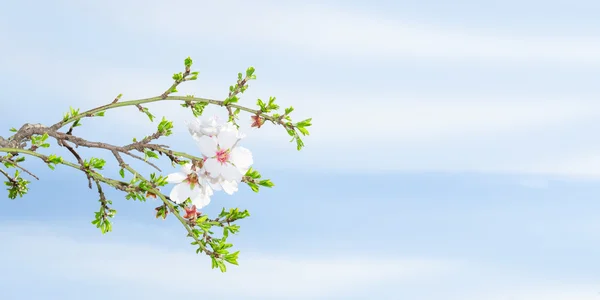 Albicocca di fiori primaverili contro il cielo blu — Foto Stock