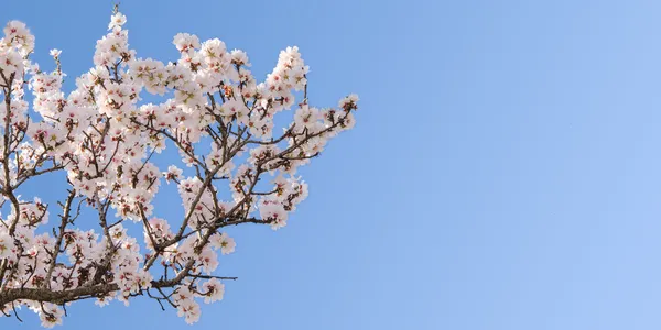 Tavasszal virágzik a mandula fa nagy ága Stock Fotó