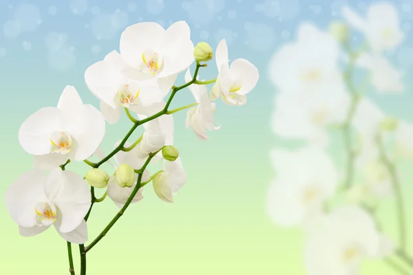 Spring morning background with branches of white orchid flowers — Stock Photo, Image